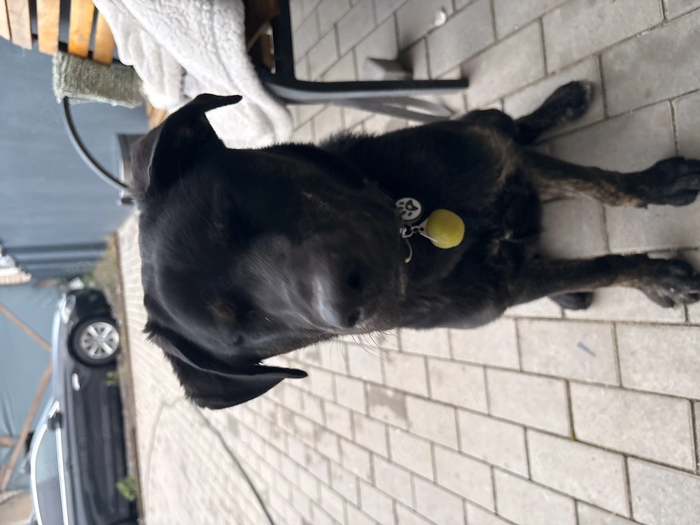 Labrador Hund, Welpe