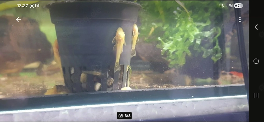 Ich verkaufe Antennwelse Albino