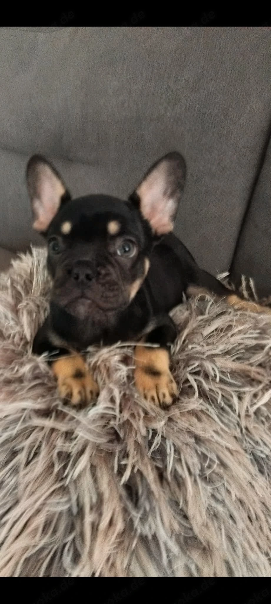Französische Bulldogge welpe Hündin 