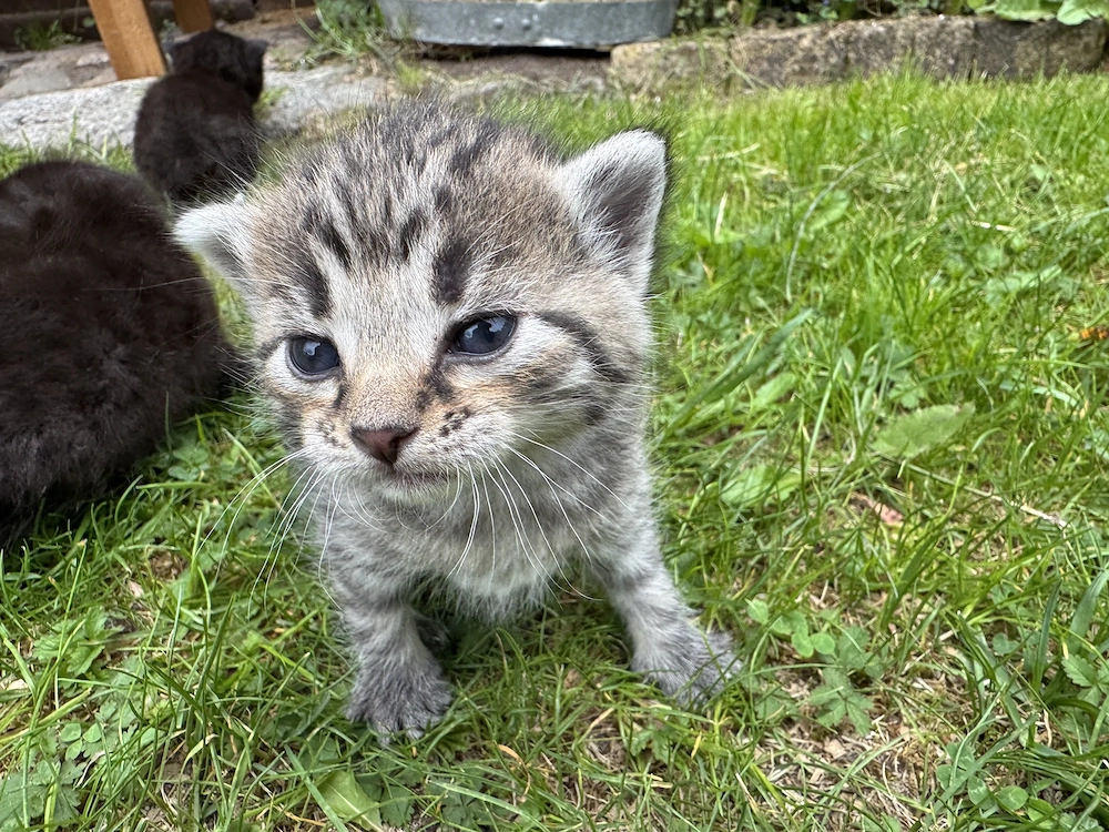 Kitten süße Kätzchen getigert Katzenbaby Tiger Katze