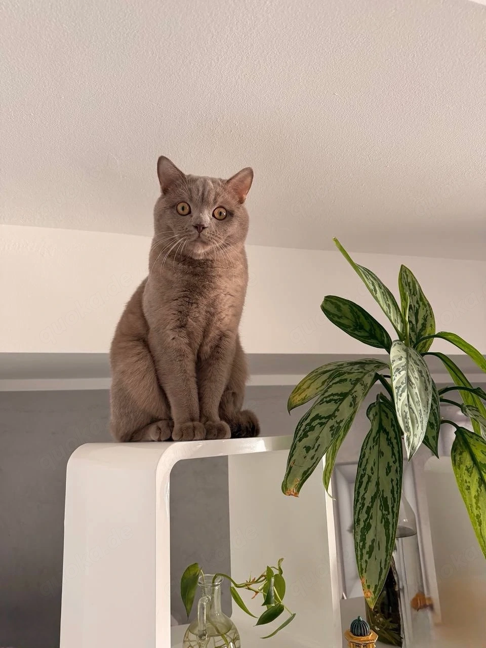     Süßer 11 Monate alter Britisch Kurzhaar Kater sucht neues Zuhause