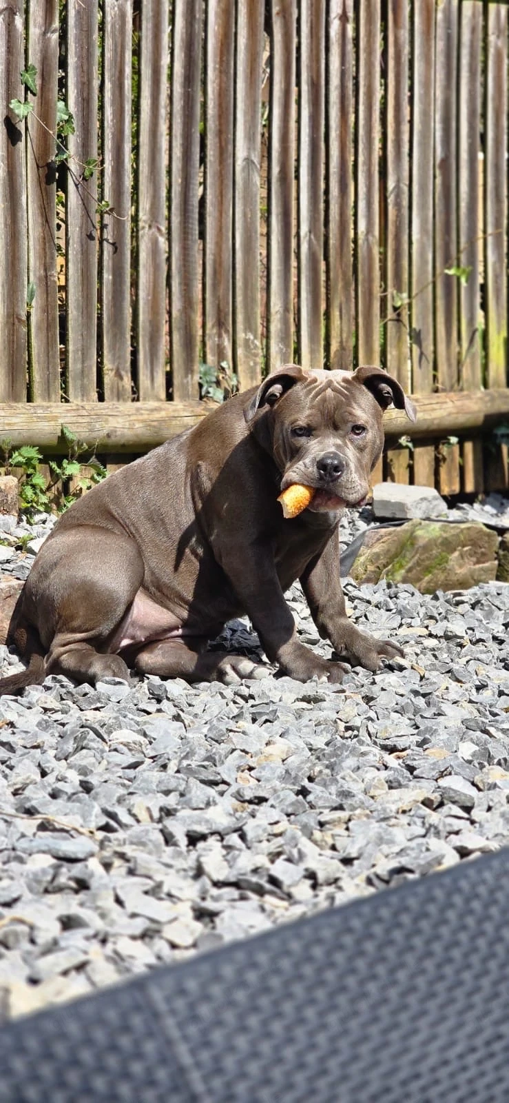 wunderschöne Bully dame 