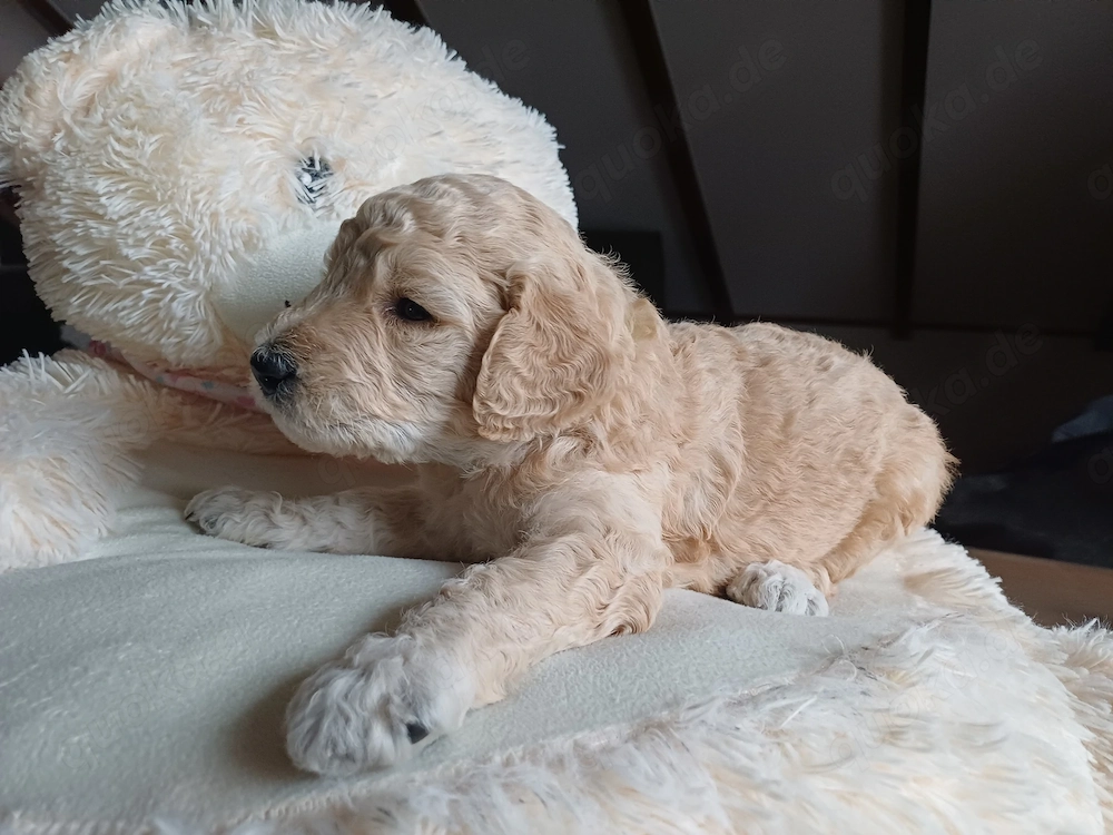 Zuckersüße Goldendoodle F1b Welpen 