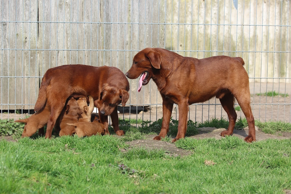 Labrador Welpen in der seltenen Farbe dark foxred aus USA Spitzenlinien 