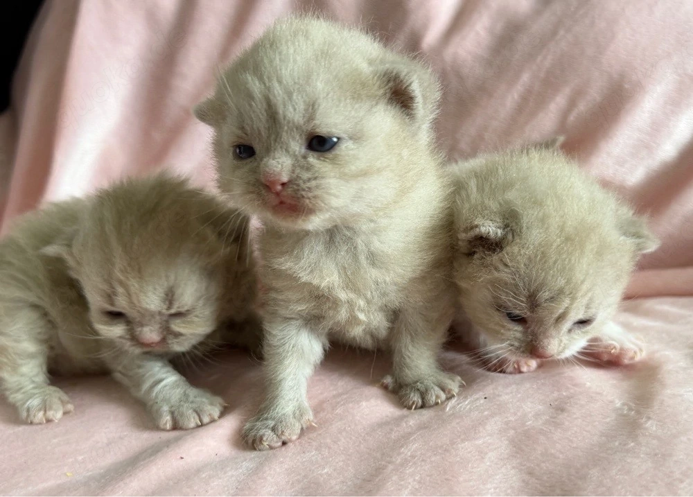 BKH Kitten fawn mädchen 