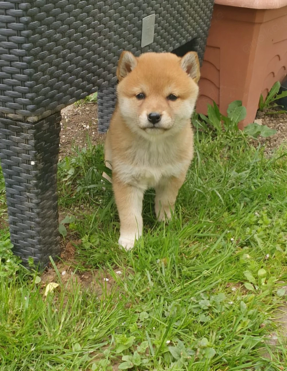  2 Shiba Inu Welpen,reinrassig 