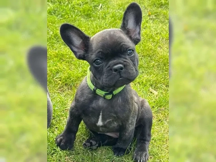 Wunderschöne französische Bulldoggen