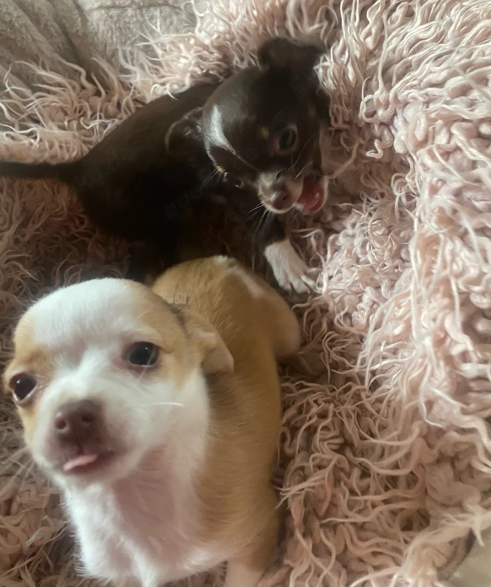Chihuahua welpen