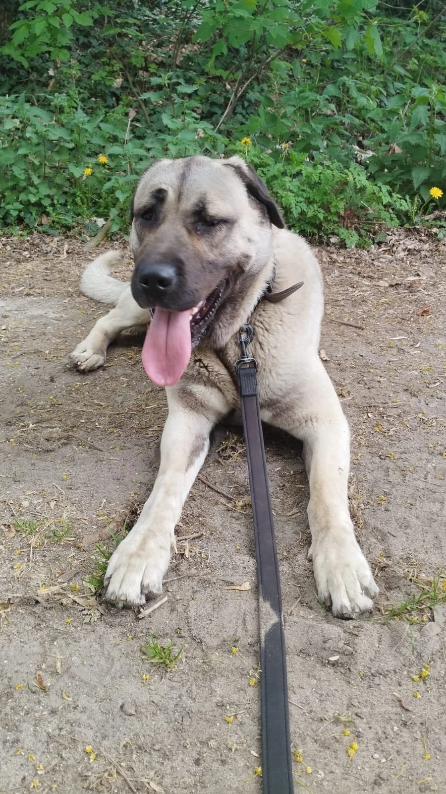 Hündin sucht zu Hause