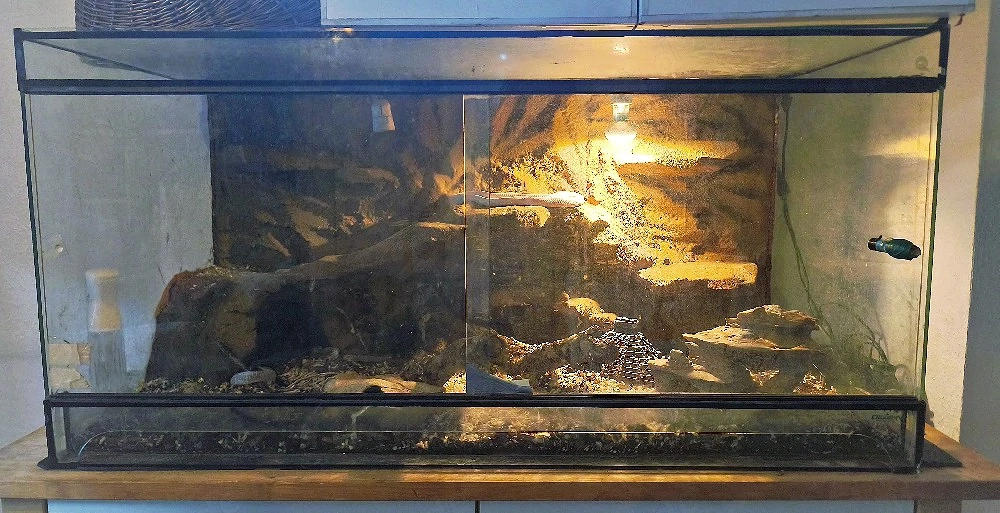 1.2 Kornnattern (3 Stück) + Terrarium