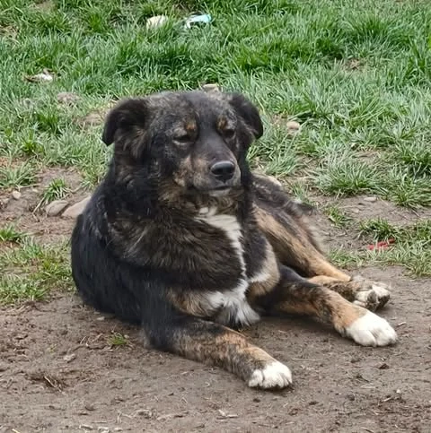 Linus - darf er dein Begleiter werden?