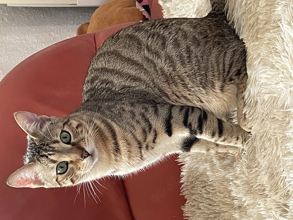 Sehr lieber Junger Kater