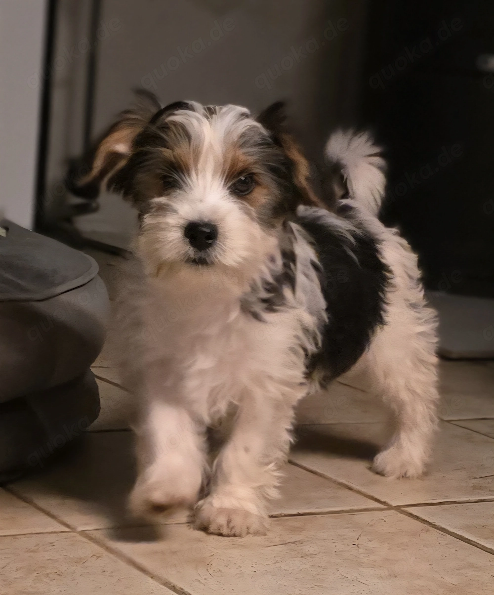 Yorkshire Terrier Welpen 