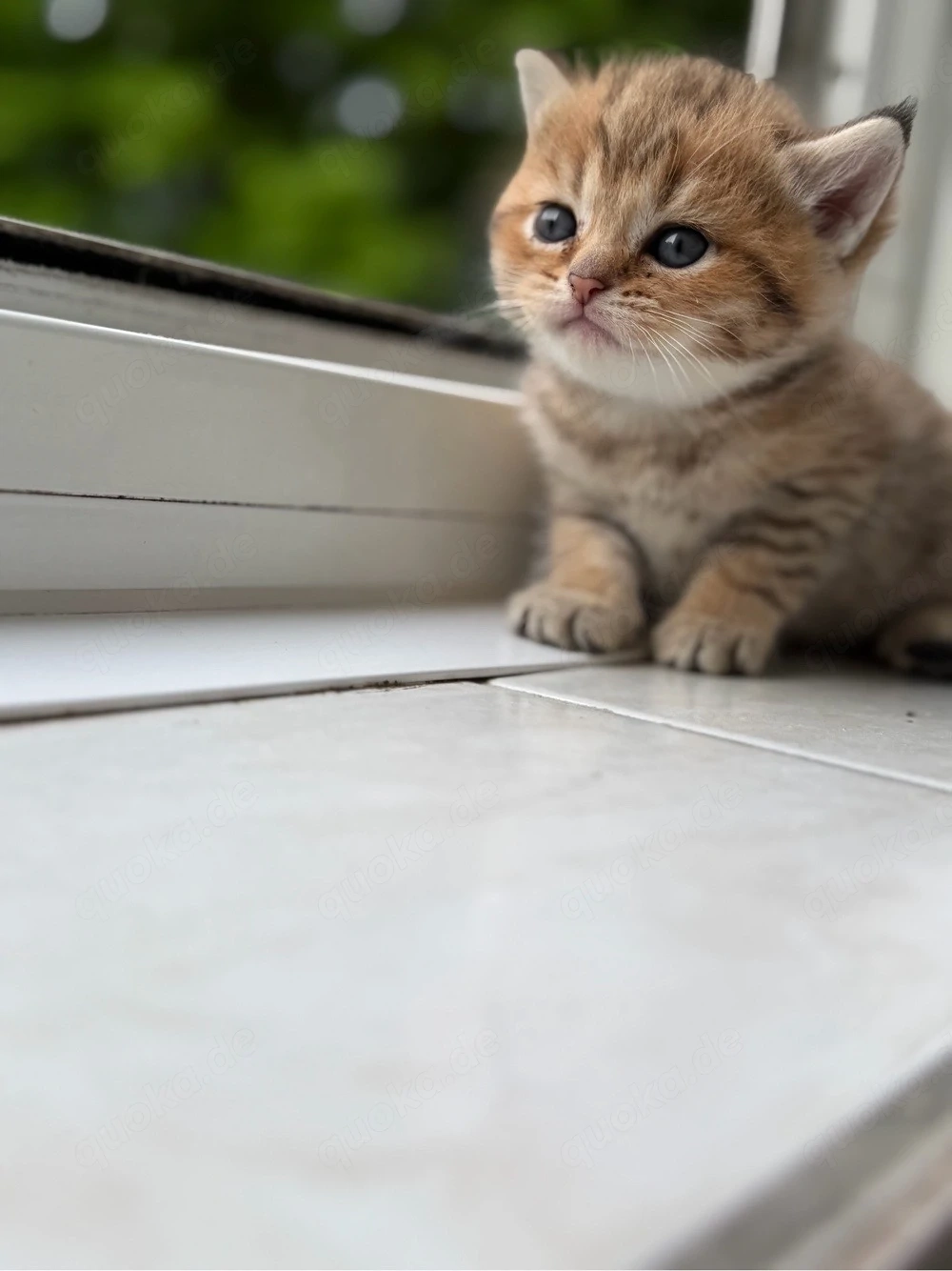 Britisch Kurzhaar Kitten (BKH) in liebevolle Hände abzugeben