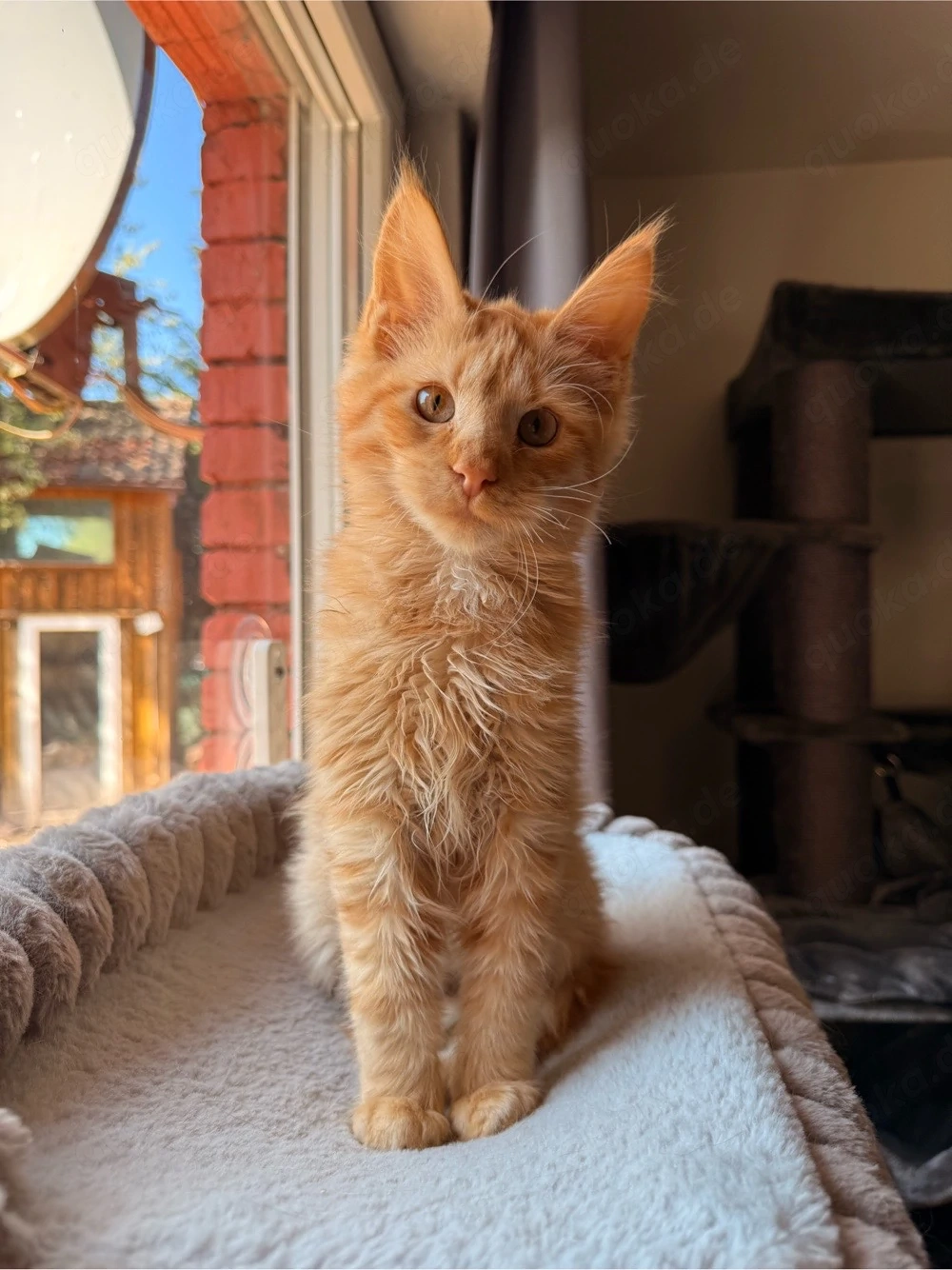 Maine Coon Kitten Kater 4,5 Monate
