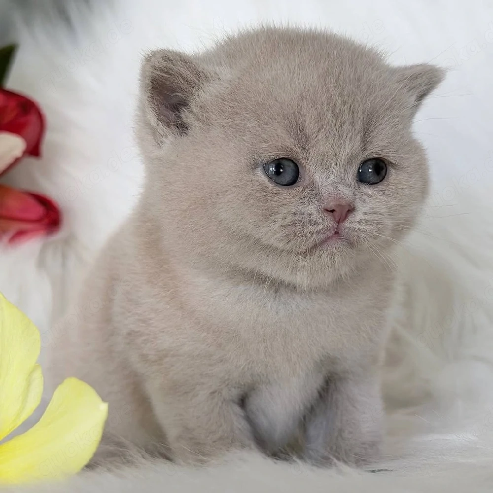 Hervorragende Britisch Kurzhaar-Kitten   Kater und Kätzinnen.