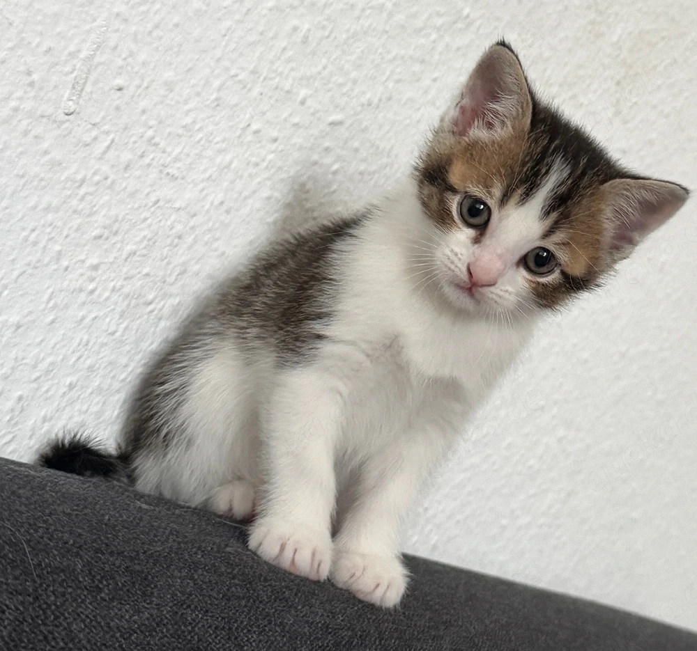 Süßer, verspielter Kater in liebevolle Hände abzugeben