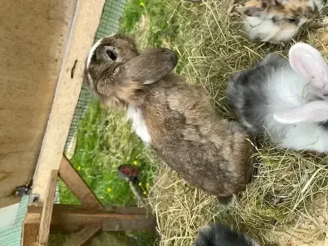 Zwergkaninchen, Männchen, Widdermix, Kaninchen kastriert, Kastrat