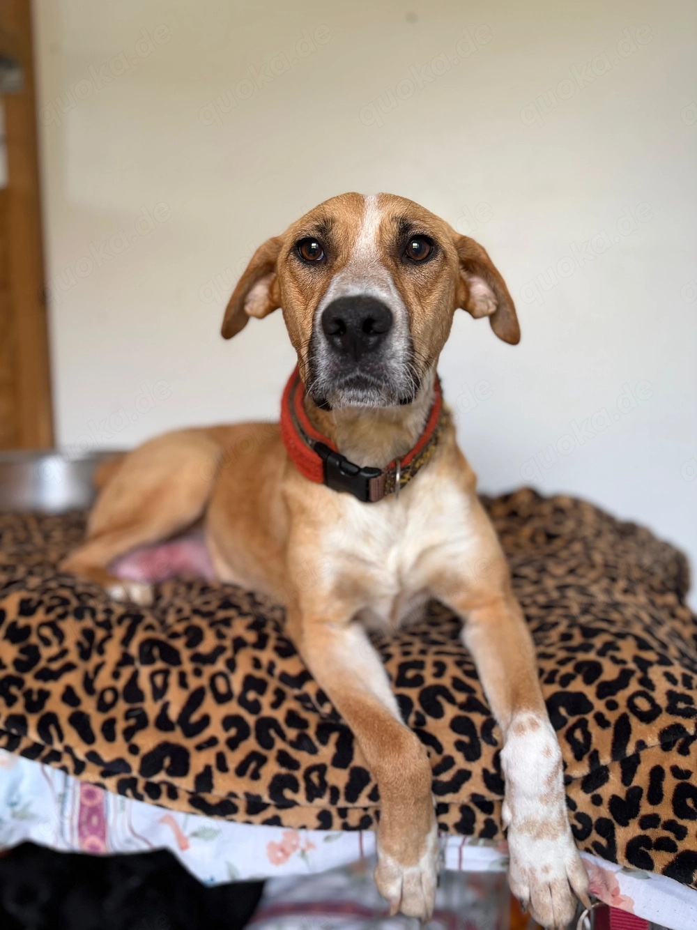 *ROXY* - eine ausgeglichene Hündin, verspielt, intelligent und verschmust