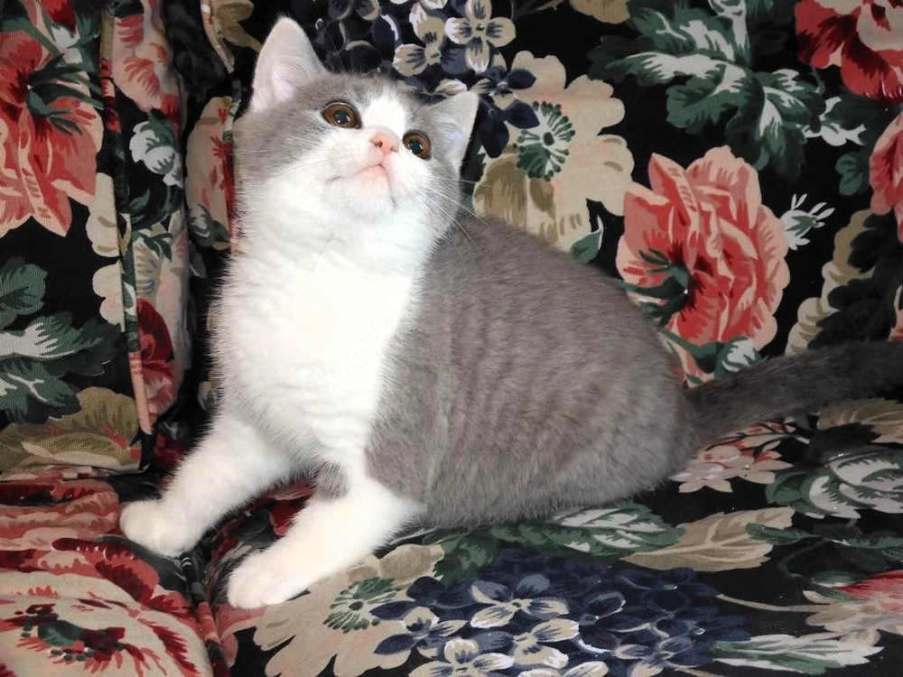 Britisch Kurzhaar (BKH), Katzenbabies, Katzenbabys, Kitten, (m w)
