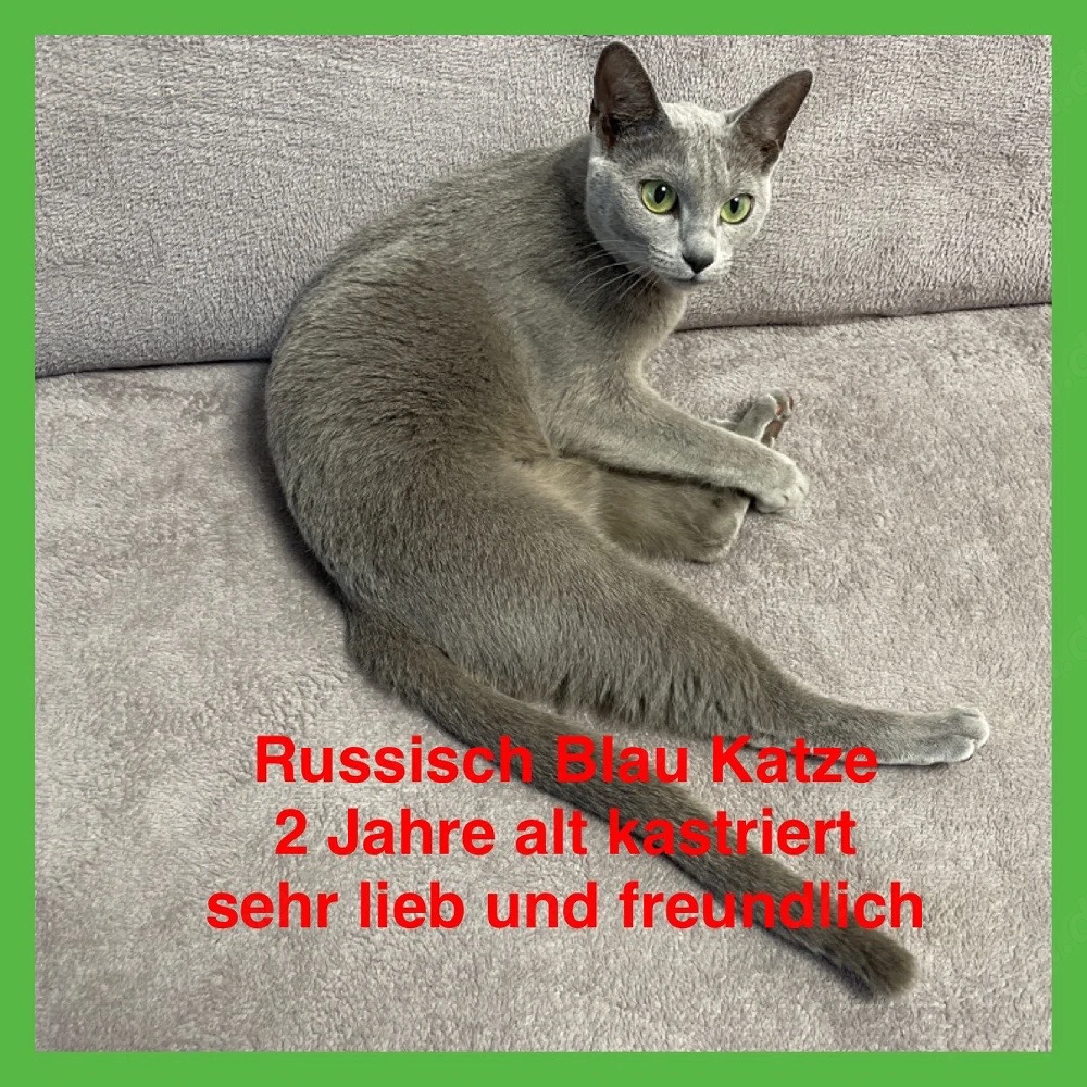  Kastrierte Russisch Blau  mit Stammbaum