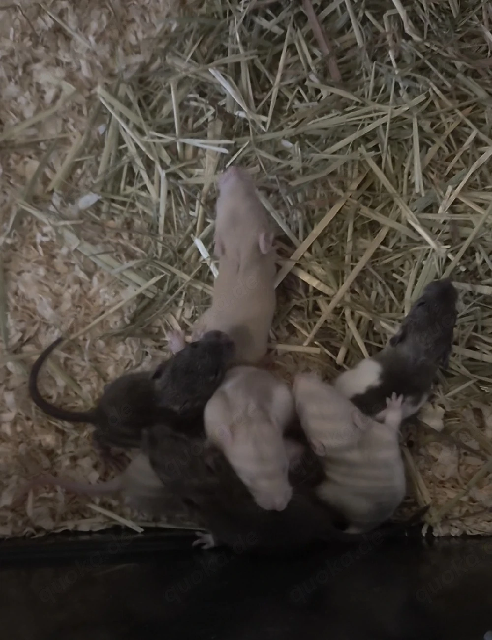 Babyratten in ca. 2 Wochen zu verkaufen