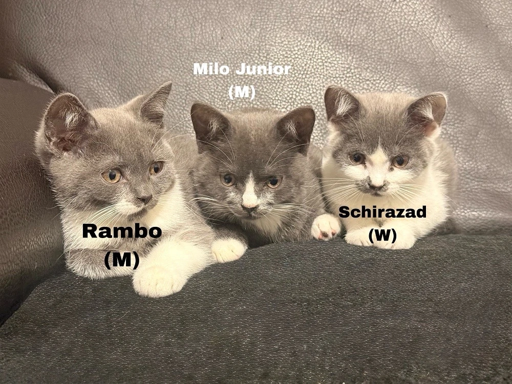 Wunderschöne BKH mix Kitten abzugeben
