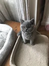 Süßes British Shorthair Baby   10 Wochen