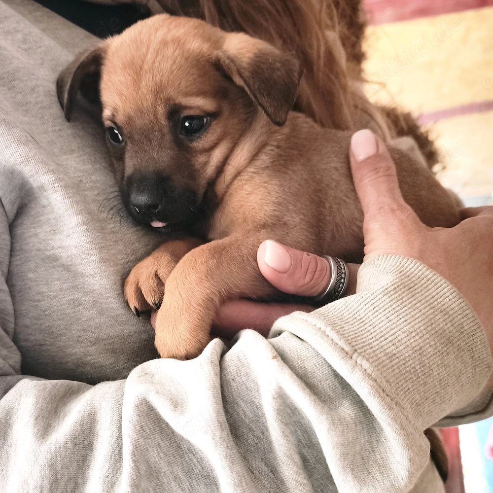 Archie - hast du ein Körbchen frei?