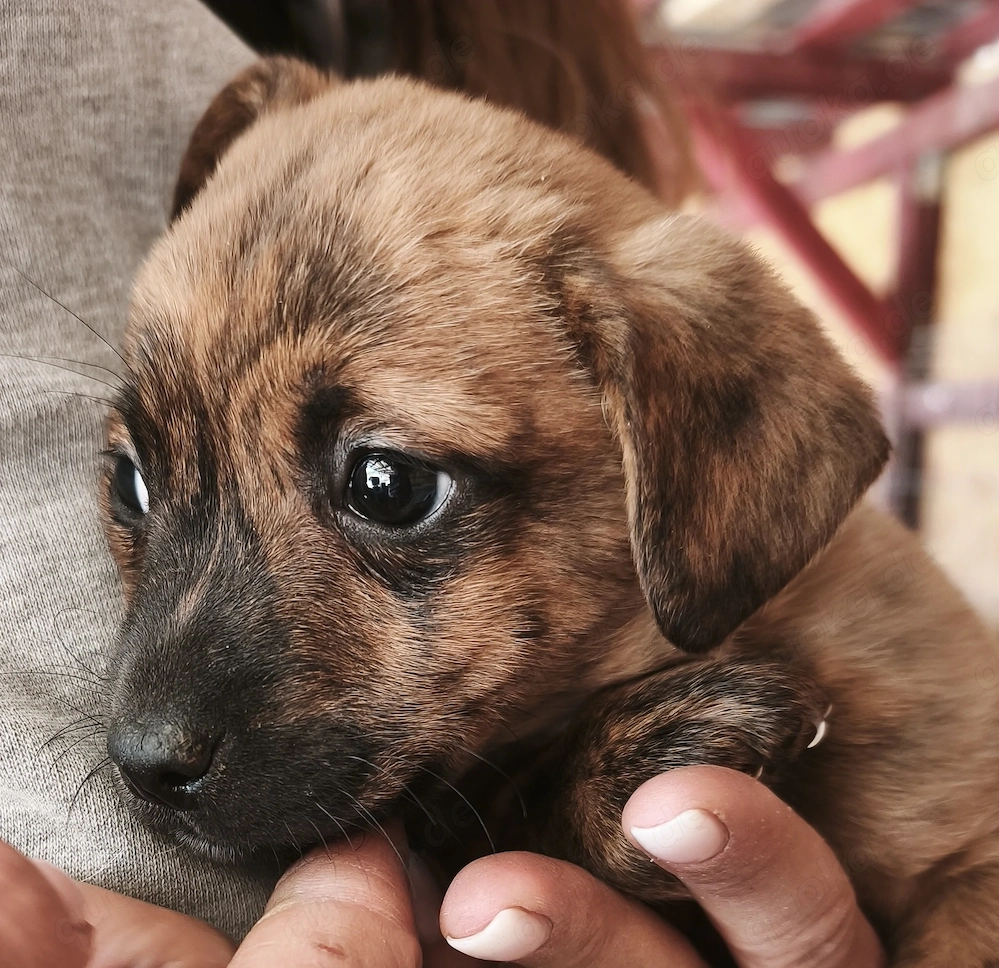Arnie - der kleine Hundebub sucht liebevolle Menschen
