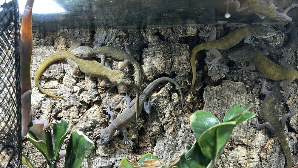 Geckos abzugeben Abholung , Versand oder auf einer Börse