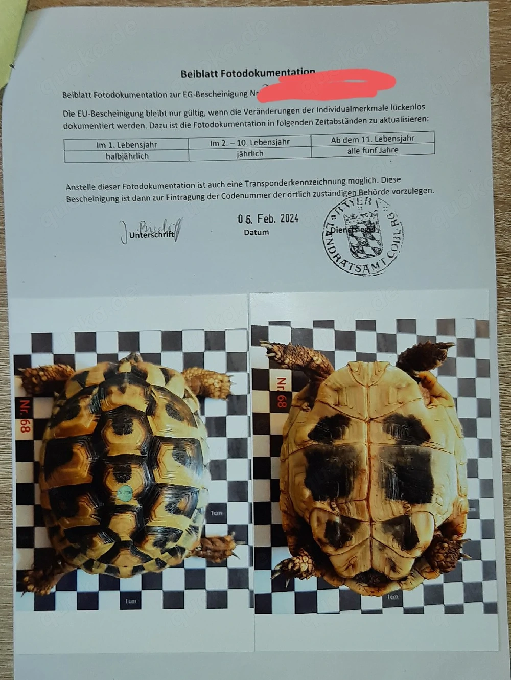 Griechische Landschildkröte ( testudo hermanni boettgerie)