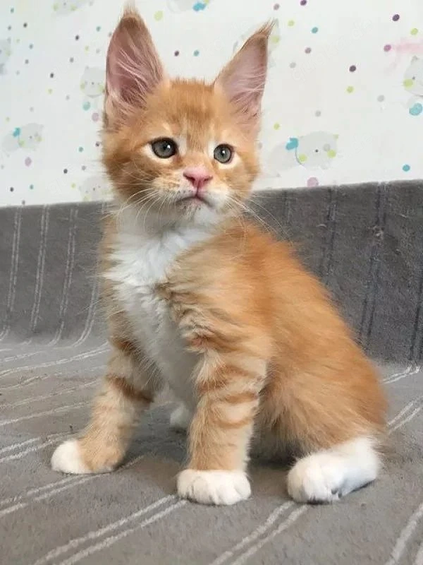 Kastrierte männliche und weibliche Maine-Coon-Kätzchen