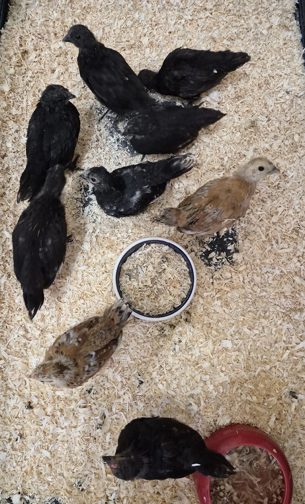 Seidenhühner mix Küken
