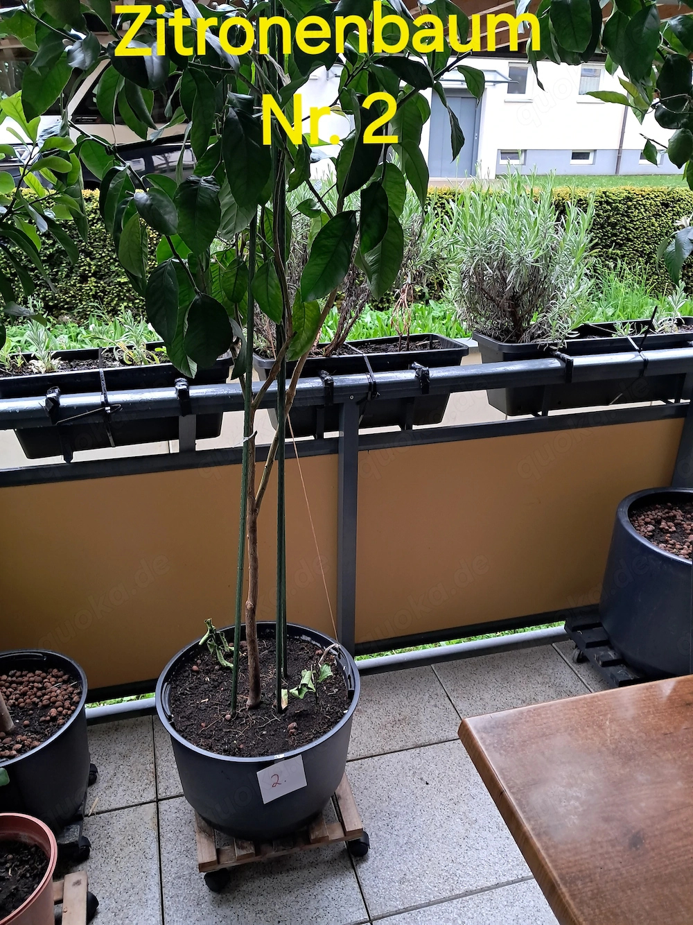 Zitronenbaum mit zerlegbaren Gewächshaus