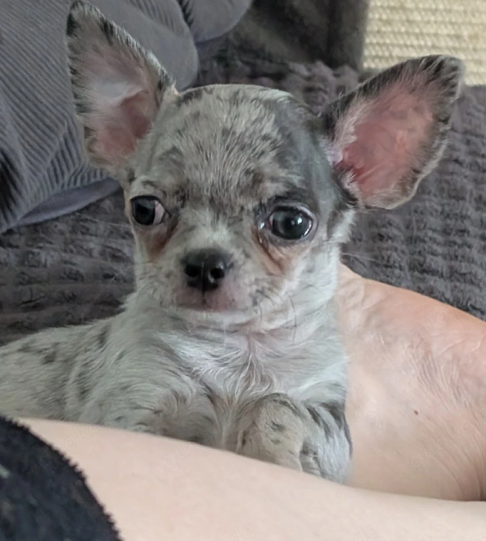 Zwei Chihuahua Rüden.