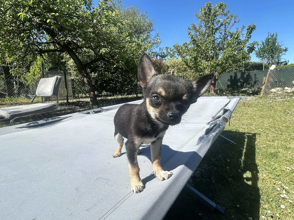 Chihuahua Welpe sucht ein neues Zuhause