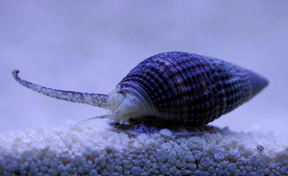 Schnecke Nassarius Meerwasser salzwasser Sandschnecke ca.2,5cm