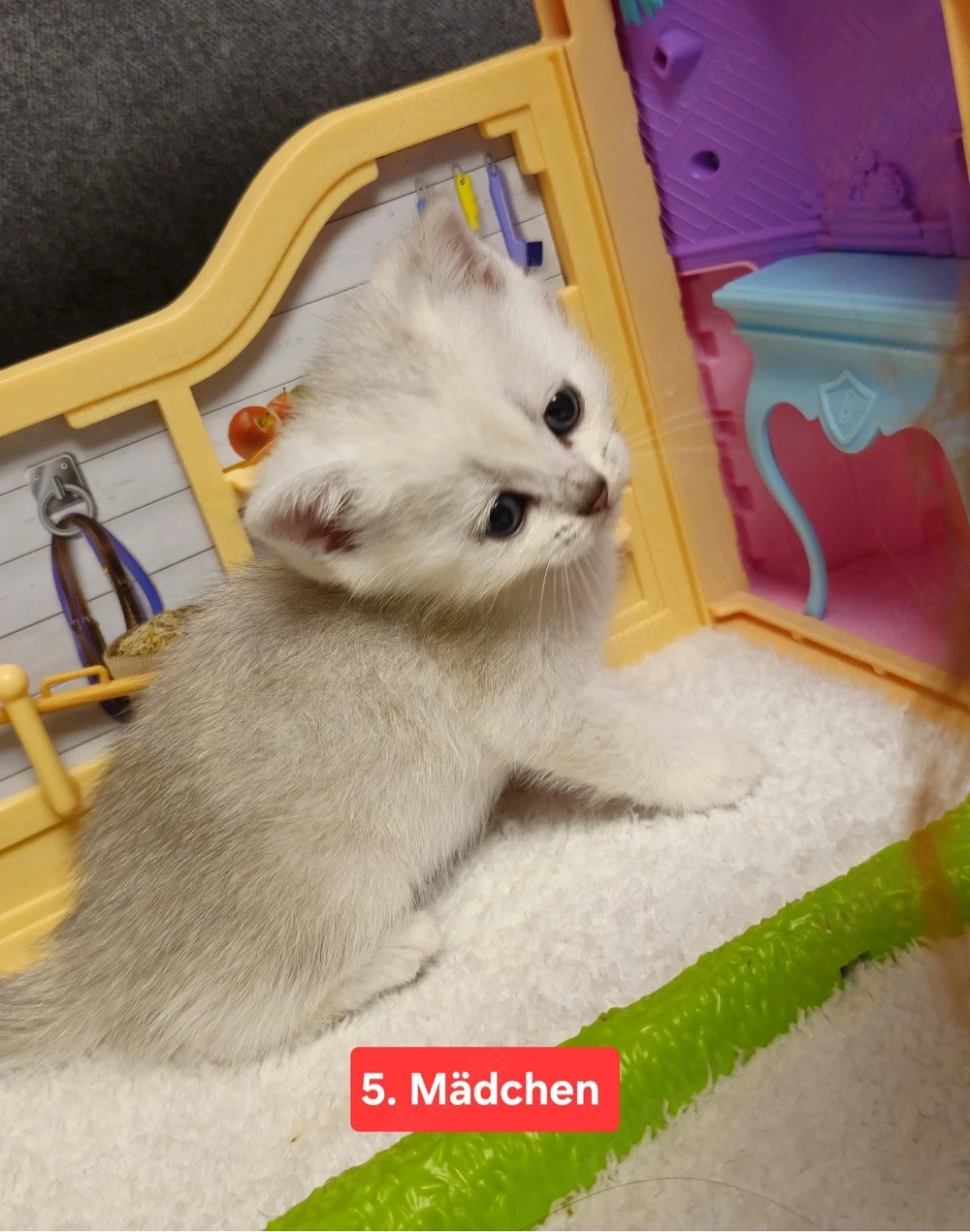 Bkh kitten