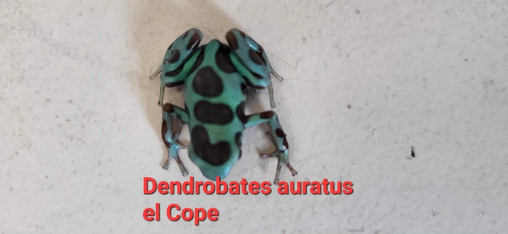 Goldbaumsteiger Dendrobates auratus El Cope 