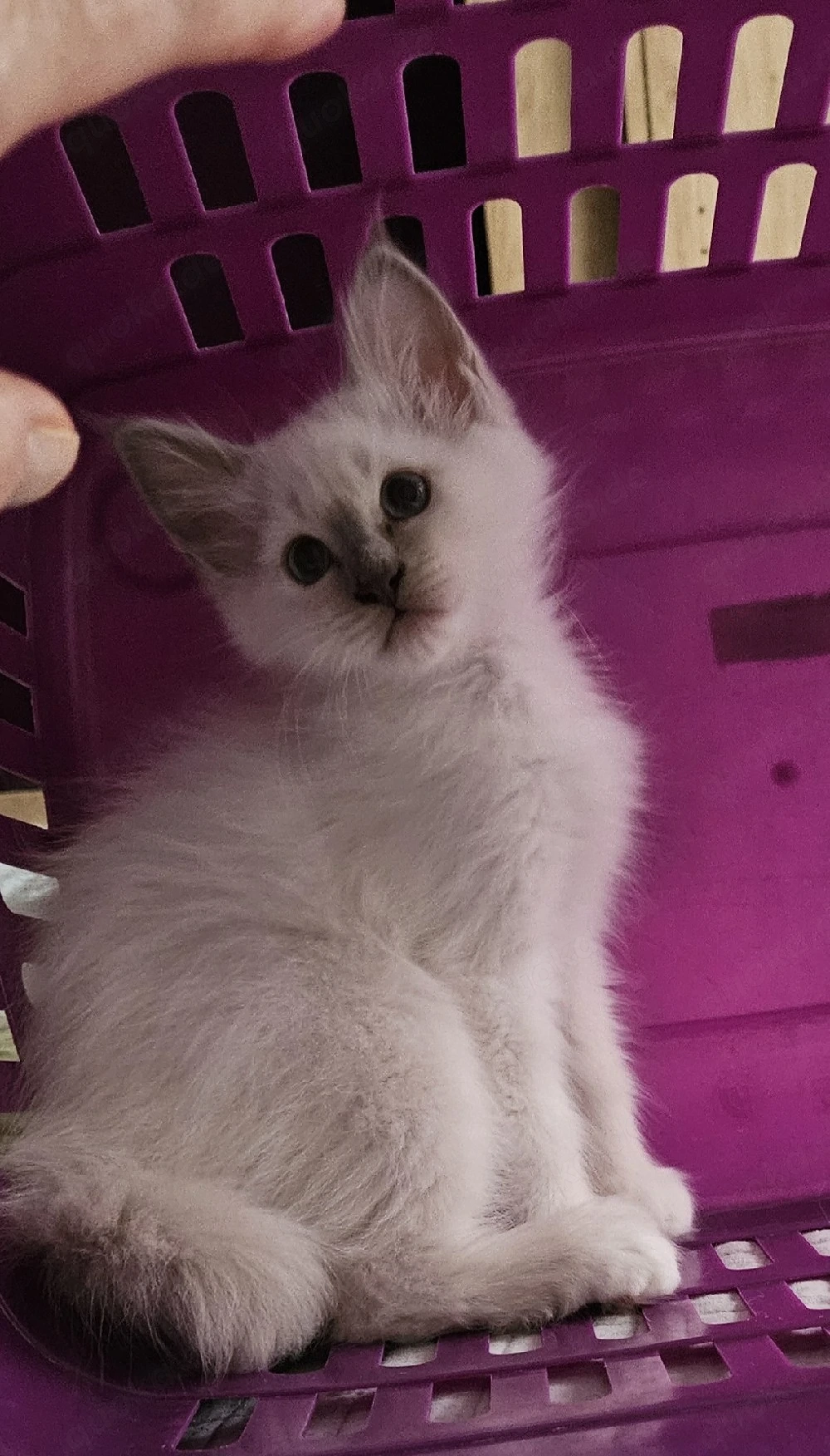 Heilige Birma kater