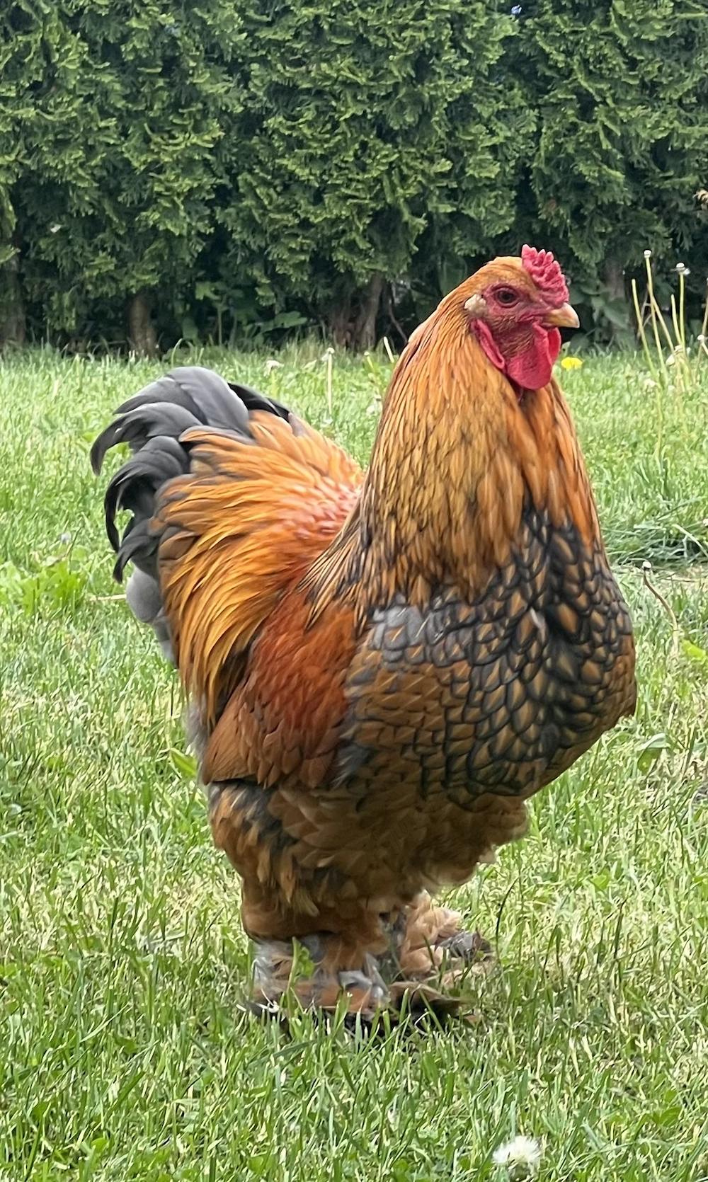 Reinrassiger Brahma Hahn, 7 Monate 