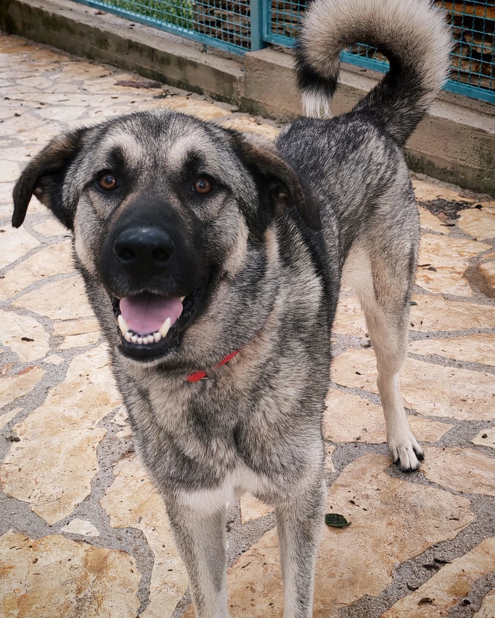 3J Rüde 65cm  BUNDESWEIT ausreisebereit Seele von Hund 