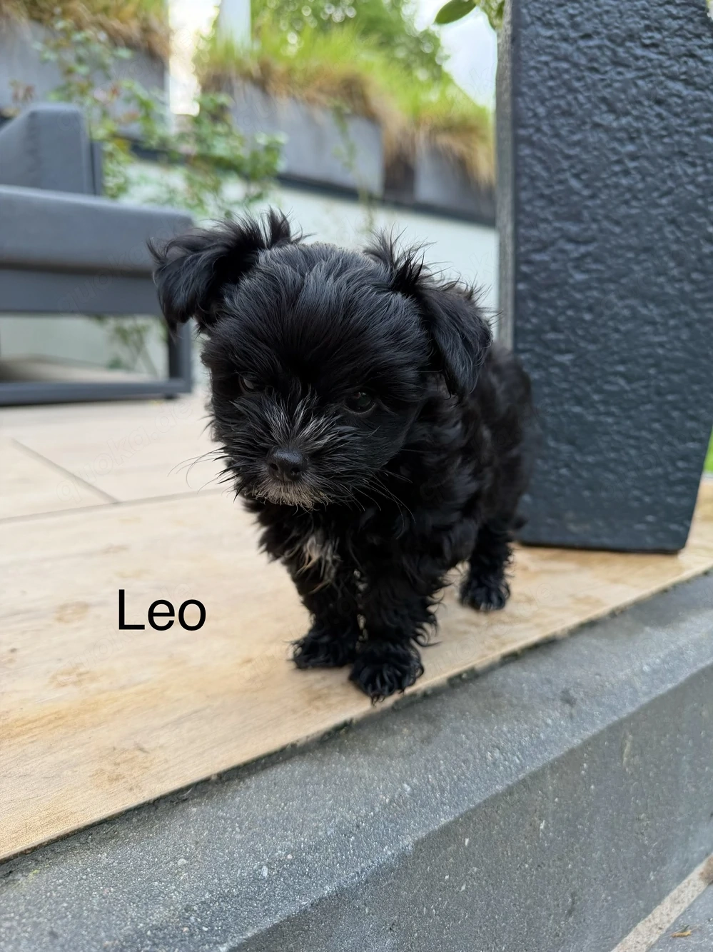 Mini Yorkshire Terrier Mix Welpen 