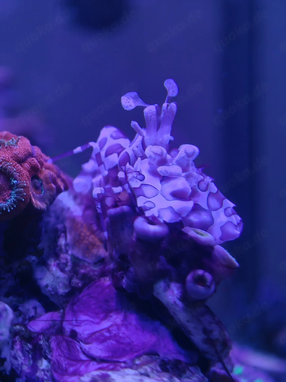 Harlekin Garnele sucht neues Zuhause 