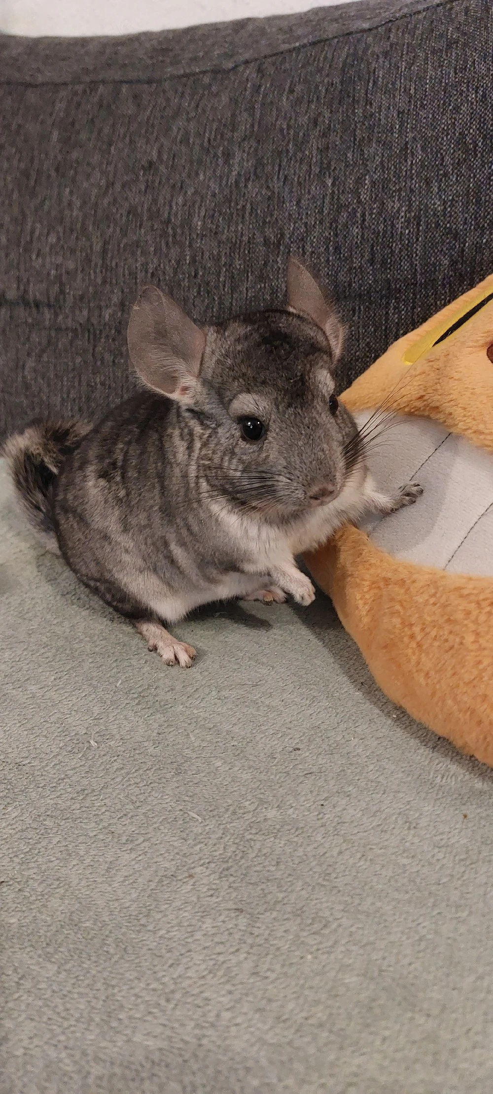 Chinchilla Männchen  
