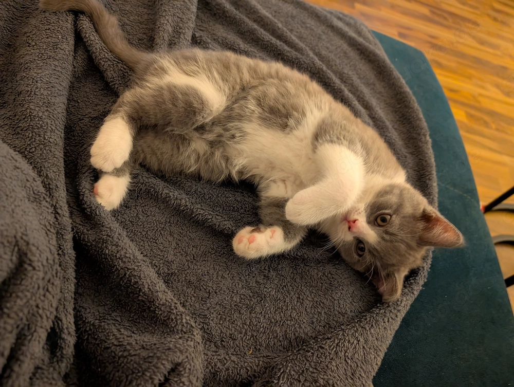 Liebevoll aufgezogene BKH Kitten mit Gesundheitszeugnis