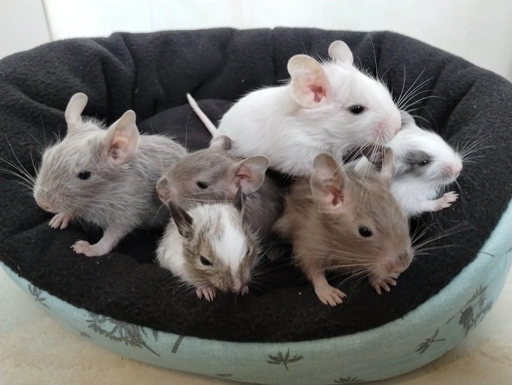 6 fesche Degu Buben,Kids mit unterschiedlichen Farben:Lilac-Schoko-Blue-non Schecken suchen Dich!
