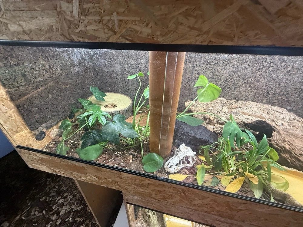 4x OSB- Terrarien 180*60*60