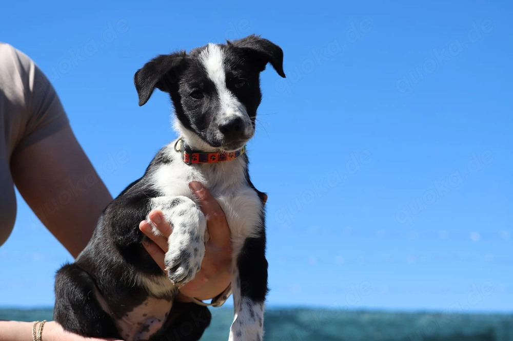 Welpe *FYNN* - Der kleine Hundemann ist lieb, verspielt und neugierig